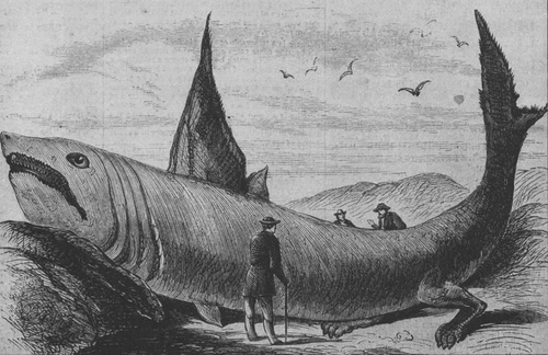 Basking shark Harper's Weekly October 24, 1868 jpg jpeg