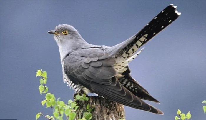 Să ascultăm cântecul cucului în ziua de blagoveștenie; el rostește adevărulSursa foto: Adevărul.ro