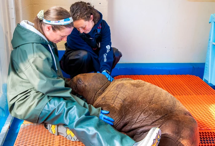 Un pui de morsă din Alaska, ținut în brațe de îngrijitorii de la Alaska SeaLife Center