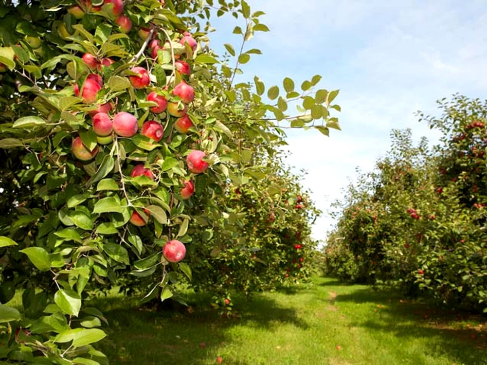 Cum trebuie stropiți pomii pentru a oferi fructe delicioase