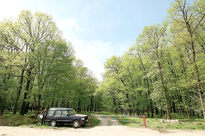 De fapt, aşa arată acum pădurea din Cocani, unde se filmează show-ul de la PRO TV