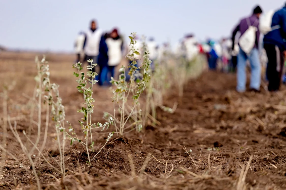 Plantări de arbori în judeţul Călăraşi FOTO ViitorPlus