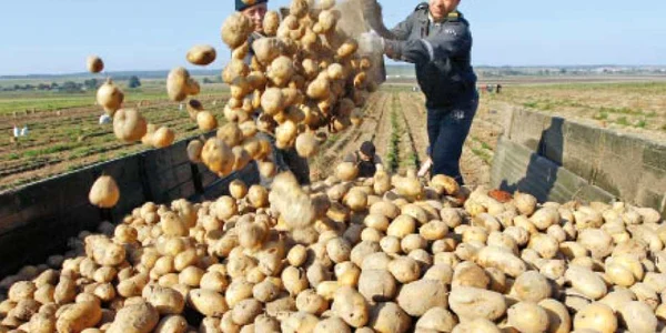 Românii cultivă cartofi de acum 250 de ani