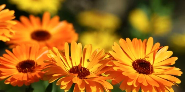 Afacere cu galbenele FOTO Fotolia