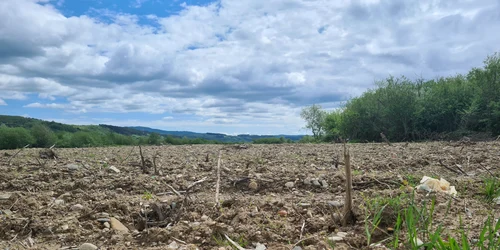 dezastru ecologic in lunca crisului foto laura gal 22 jpg