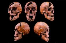 Craniul lui Béla, ducele de Macsó (© Eötvös Loránd University)