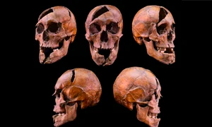 Craniul lui Béla, ducele de Macsó (© Eötvös Loránd University)