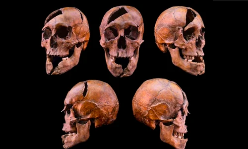 Craniul lui Béla, ducele de Macsó (© Eötvös Loránd University)