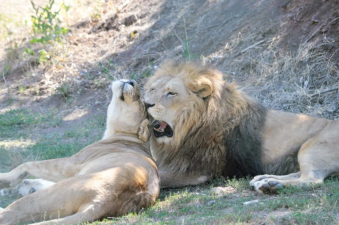 Animalele au la dispoziţie un adăpost de 600 mp pentru sezonul rece, iar vara zburdă într-un parc de 5.500 mp şi se răcoresc într-un bazin