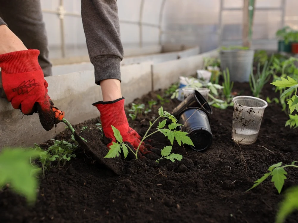 Plantele și legumele pe care să le plantezi în luna mai / FOTO: Pixabay