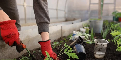 munca in gradina foto pixabay png