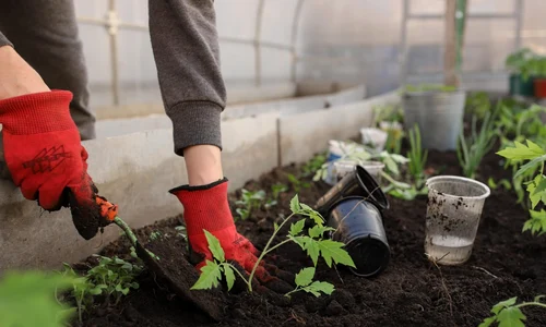 munca in gradina foto pixabay png