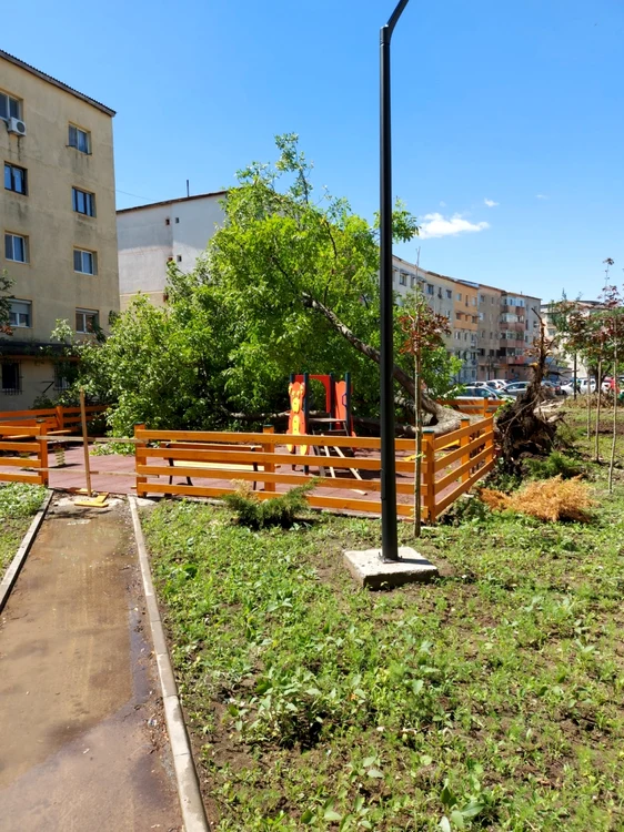 Mucul a căzut peste locul de joacă FOTO: Petrică Hreanu
