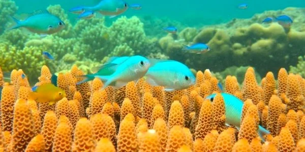 Marea Barieră de Corali din Australia - GBR - recif Foto phys org