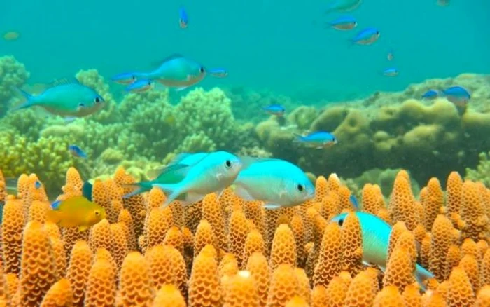Marea Barieră de Corali din Australia - GBR - recif Foto phys org