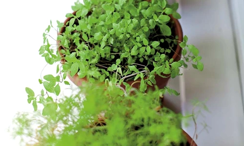 1 61128 original jpg jpeg