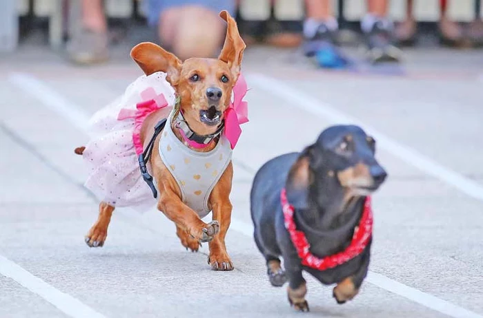 Stai aşa, băiatule, fetiţele cu fustiţe au prioritate!