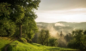 leonhard niederwimmer forest 7461807 1280 jpg