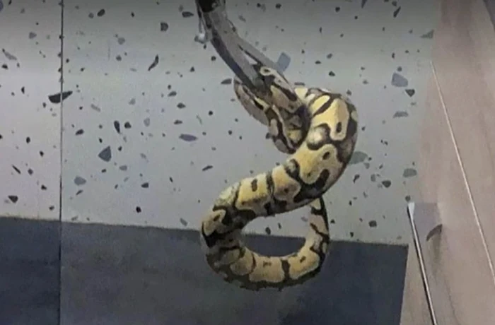 Imagine cu pitonul găsit / foto: captura ProTV