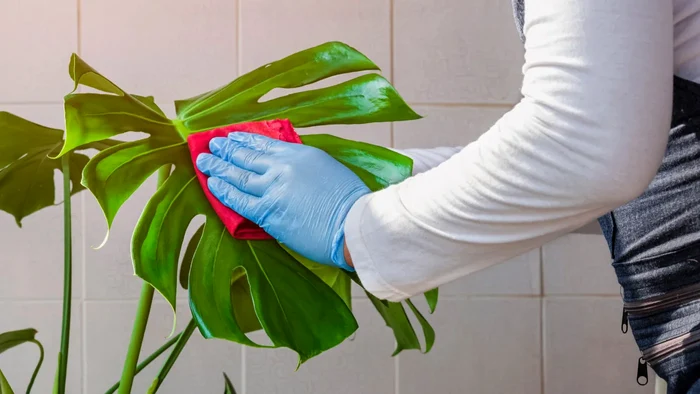 Iată un truc care va face frunzele să strălucească ca într-o florărie.