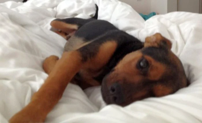 Miley a postat pe Twitter o fotografie alături de căţelul ei, Happy