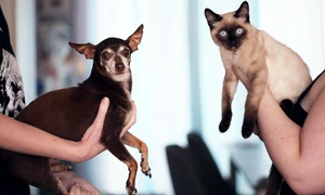 pexels mccutcheon 1909802 jpg