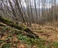Cetatea dacică Fețele Albe Foto Daniel Guță ADEVĂRUL (62) jpg
