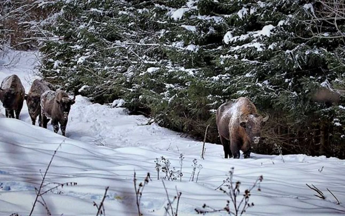 Zimbri liberi în pădurile de pe raza Parcului Natural Vânători Neamţ FOTO: Ionel Onofraş