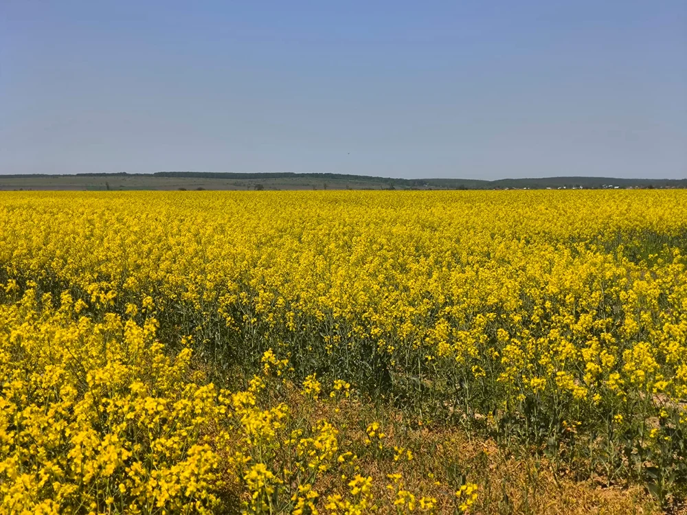 Sudul țării s-a colorat în galben FOTO: Ionelia Nucă