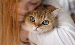 close up beautiful cat with little girl jpg