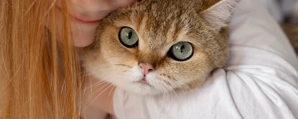 close up beautiful cat with little girl jpg