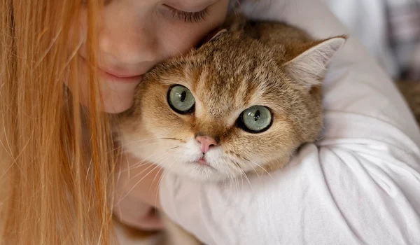 close up beautiful cat with little girl jpg