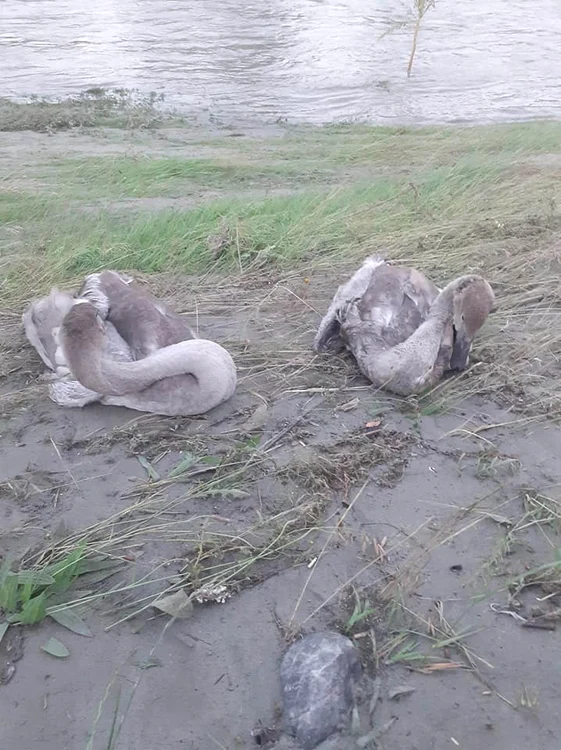 Lebedele au rămas fără puiuți după ce viitura le-a măturat cuibul