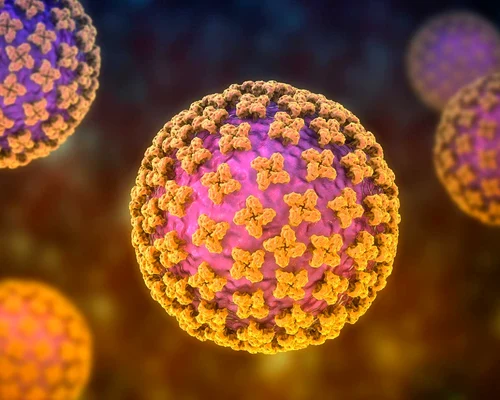 Hantavirus foto shutterstock