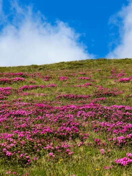 Rhododendron în Munții Bucegi. FOTO Hotel Peștera