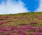 Rhododendron în Munții Bucegi. FOTO Hotel Peștera