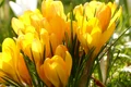 crocus 100157 1280 1024x768 jpg