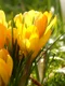 crocus 100157 1280 1024x768 jpg