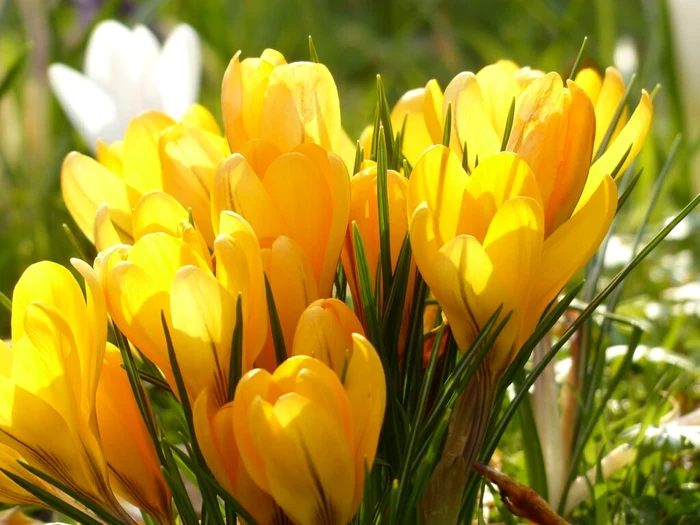 crocus 100157 1280 1024x768 jpg