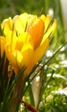 crocus 100157 1280 1024x768 jpg