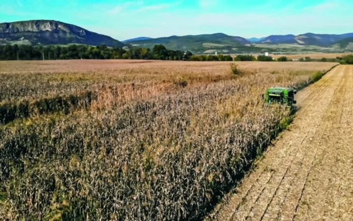 
     După mai mulți ani de secetă, acum pământul a fost udat din plinFOTO revista fermierului   