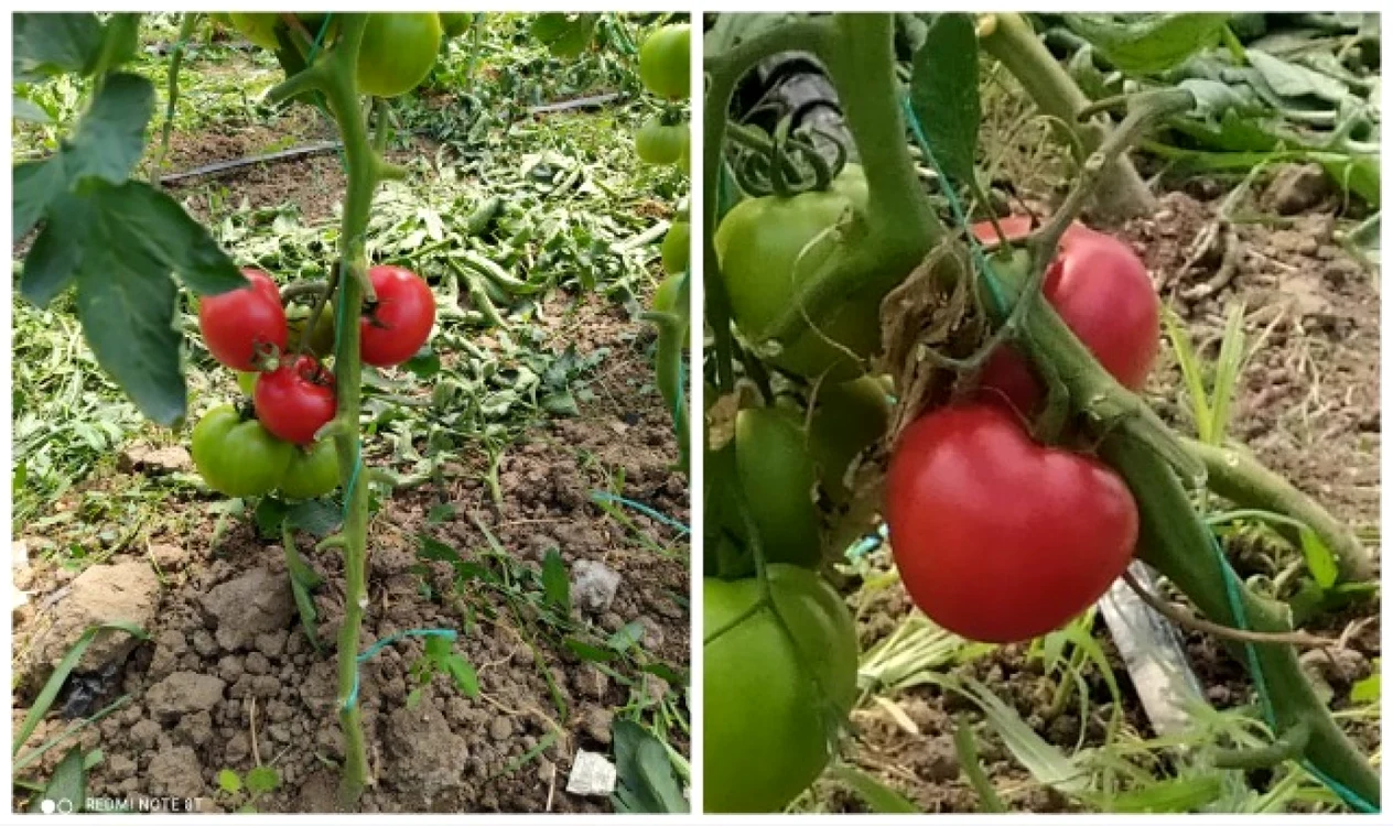 Roşiile coapte cumpărate din piaţă au fost "plantate" cu ajutorul unor fire de rafie pe plantele pline cu fructe verzi