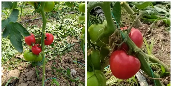 Ce au descoperit inspectorii trimişi să le aprobe unor fermieri subvenţia în programul Tomata
