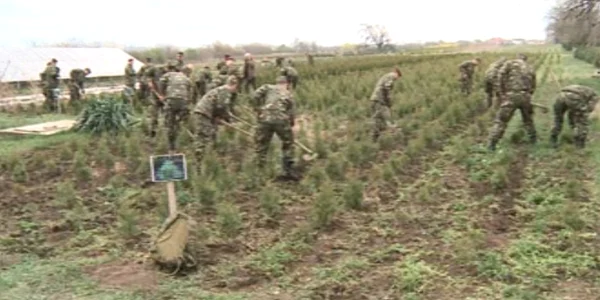 Militarii au săpat şi au plantat puieţi