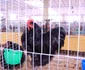 Cocoșul campion de la Margina FOTO arhivă personală