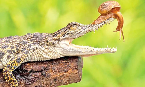 crocodil22 23 peglob 8 135  jpeg