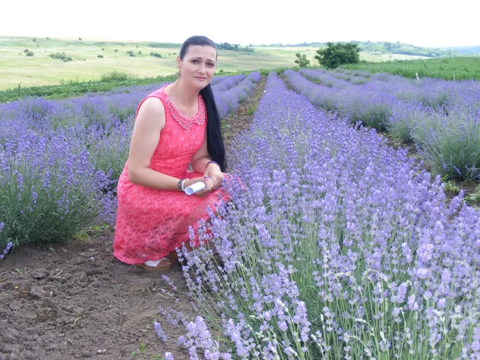 plantatie lavanda foto cosmin zafirache