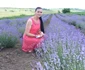 plantatie lavanda foto cosmin zafirache