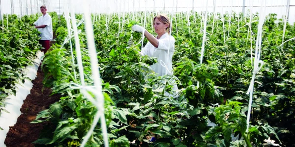 agricultura