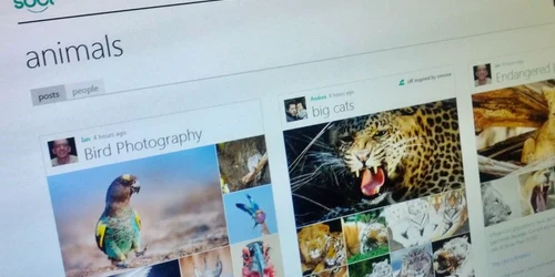 socl microsoft retea foto Adevarul